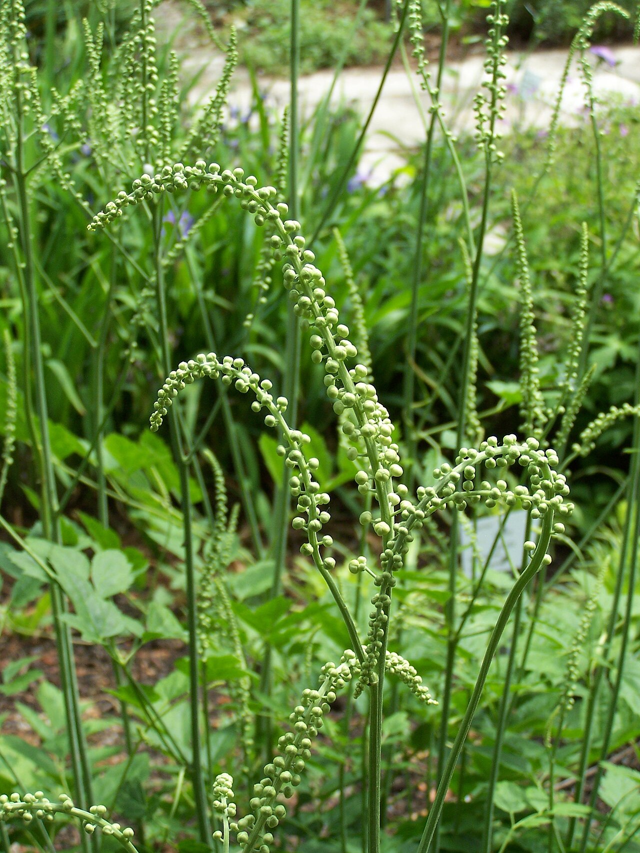 Cimicifuga
