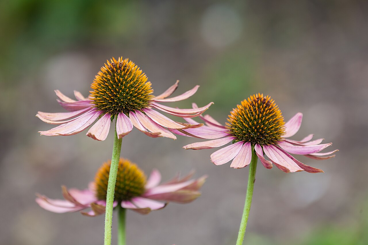 Echinacea (parti aeree)
