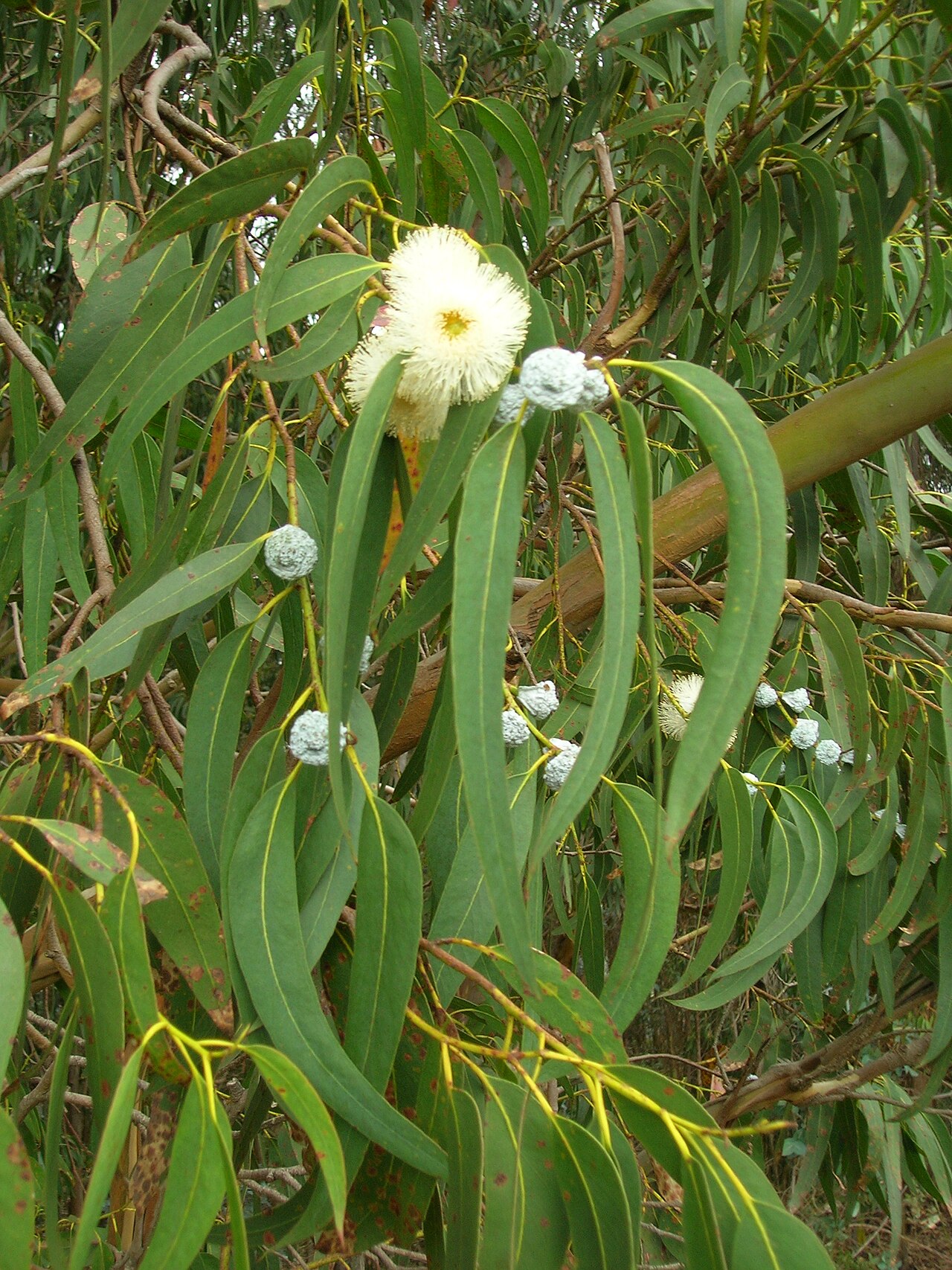 Eucalipto (olio essenziale)