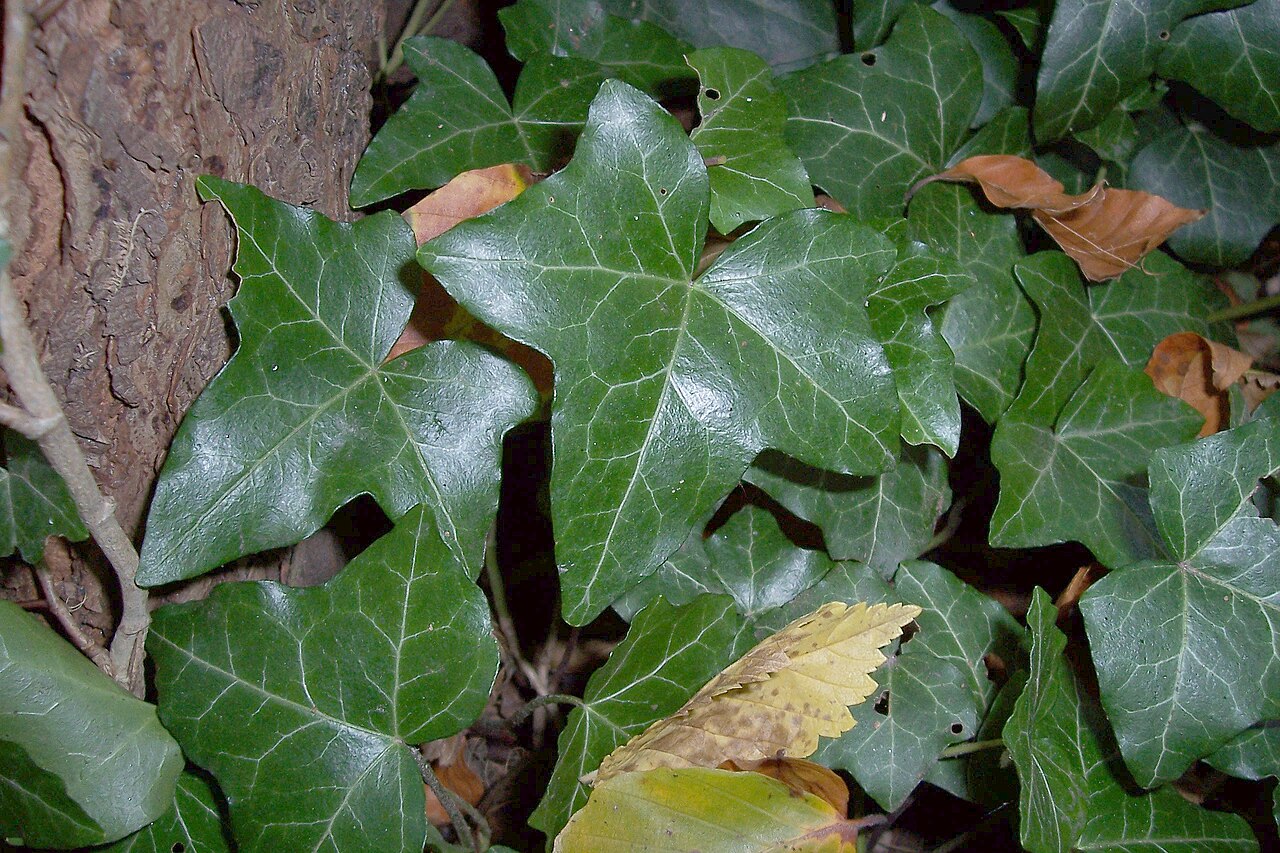 Edera