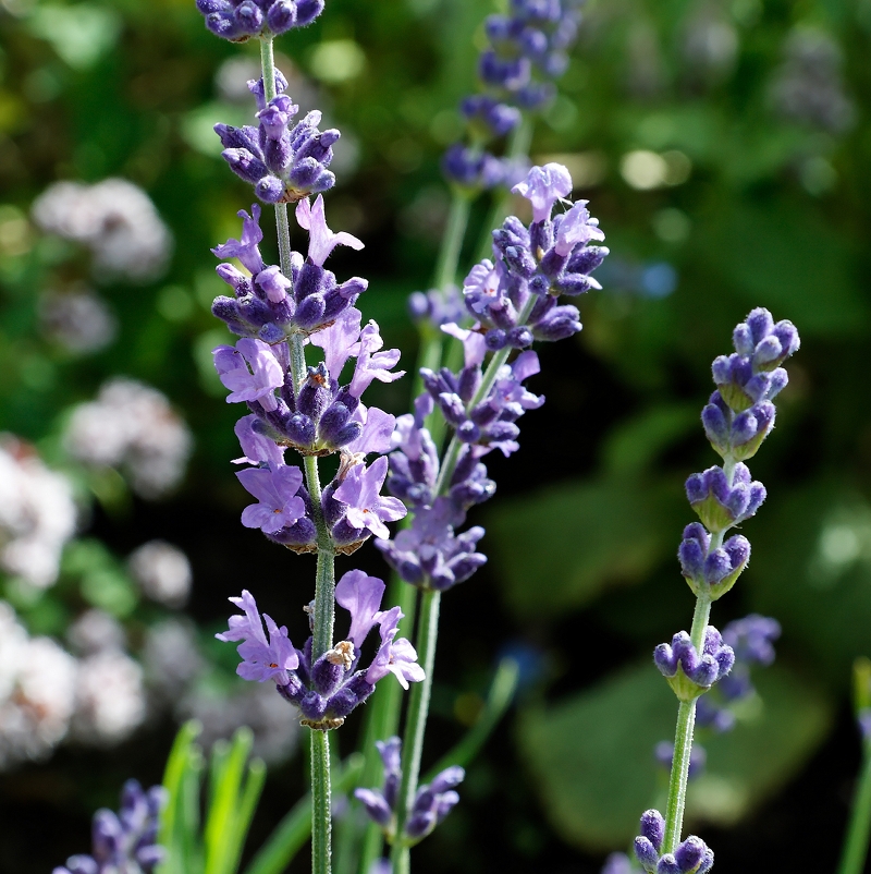 Lavanda