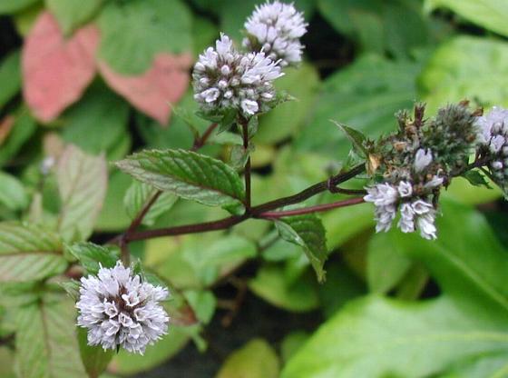 Menta piperita (foglie)