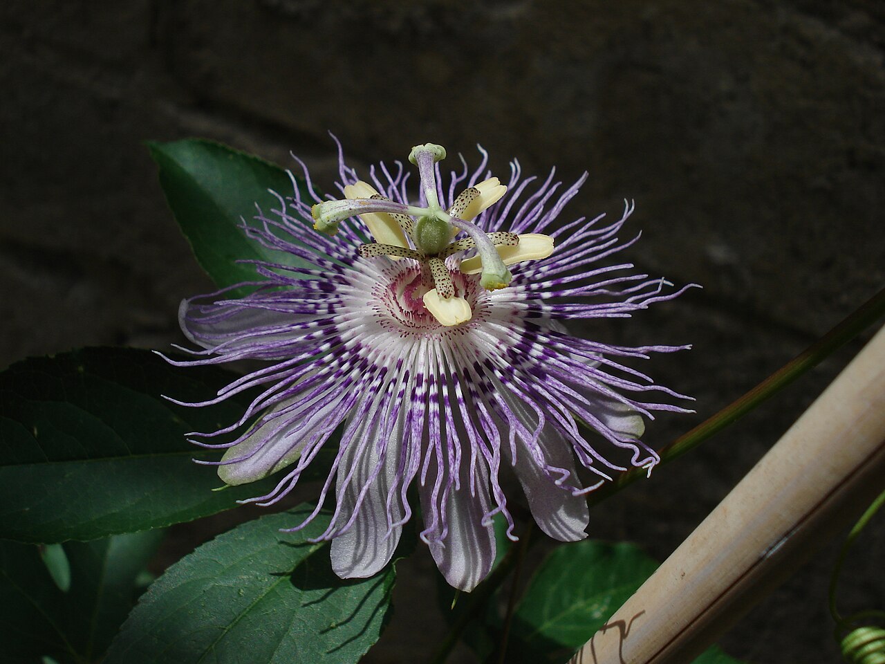 Passiflora