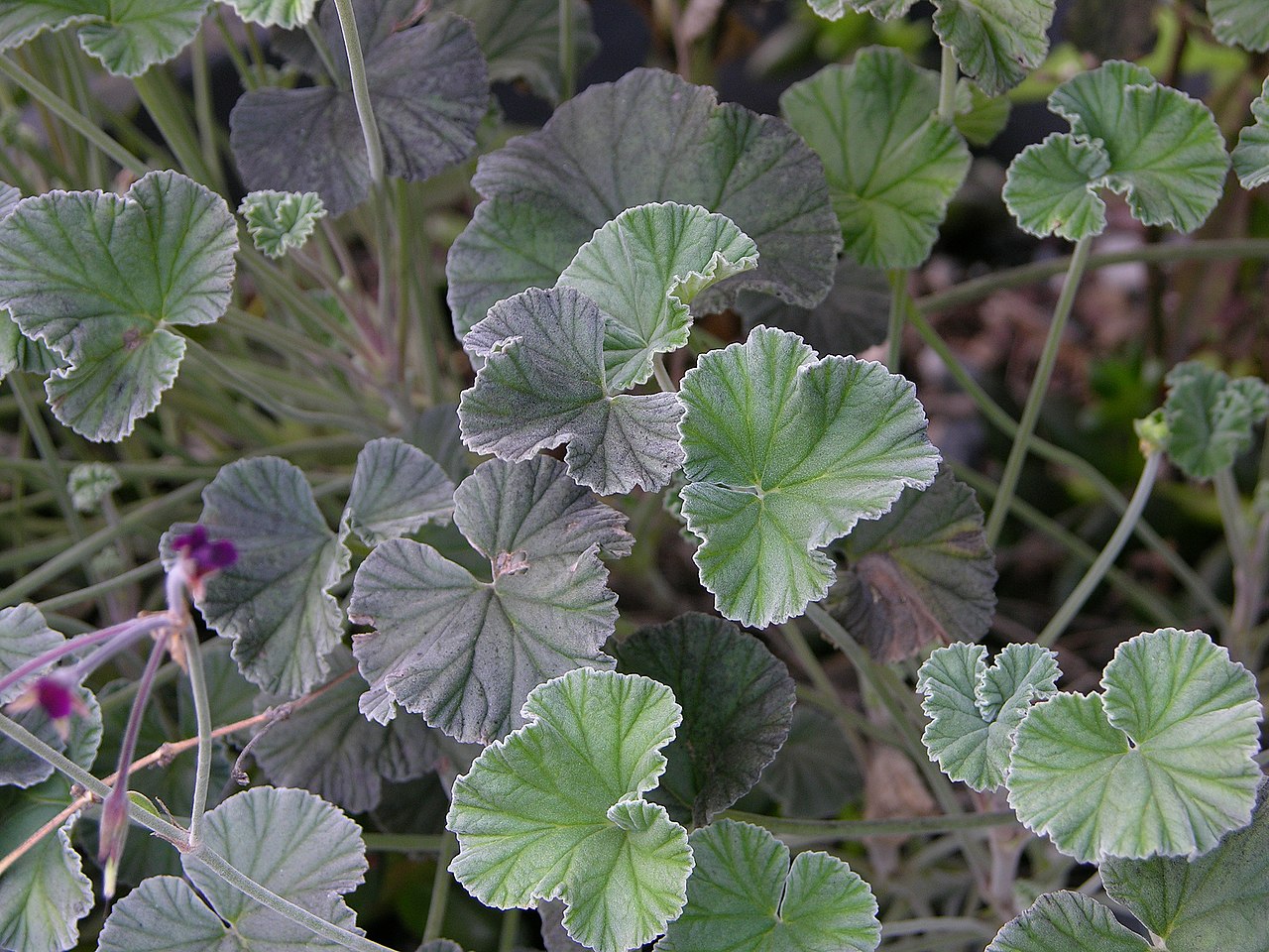 Pelargonio