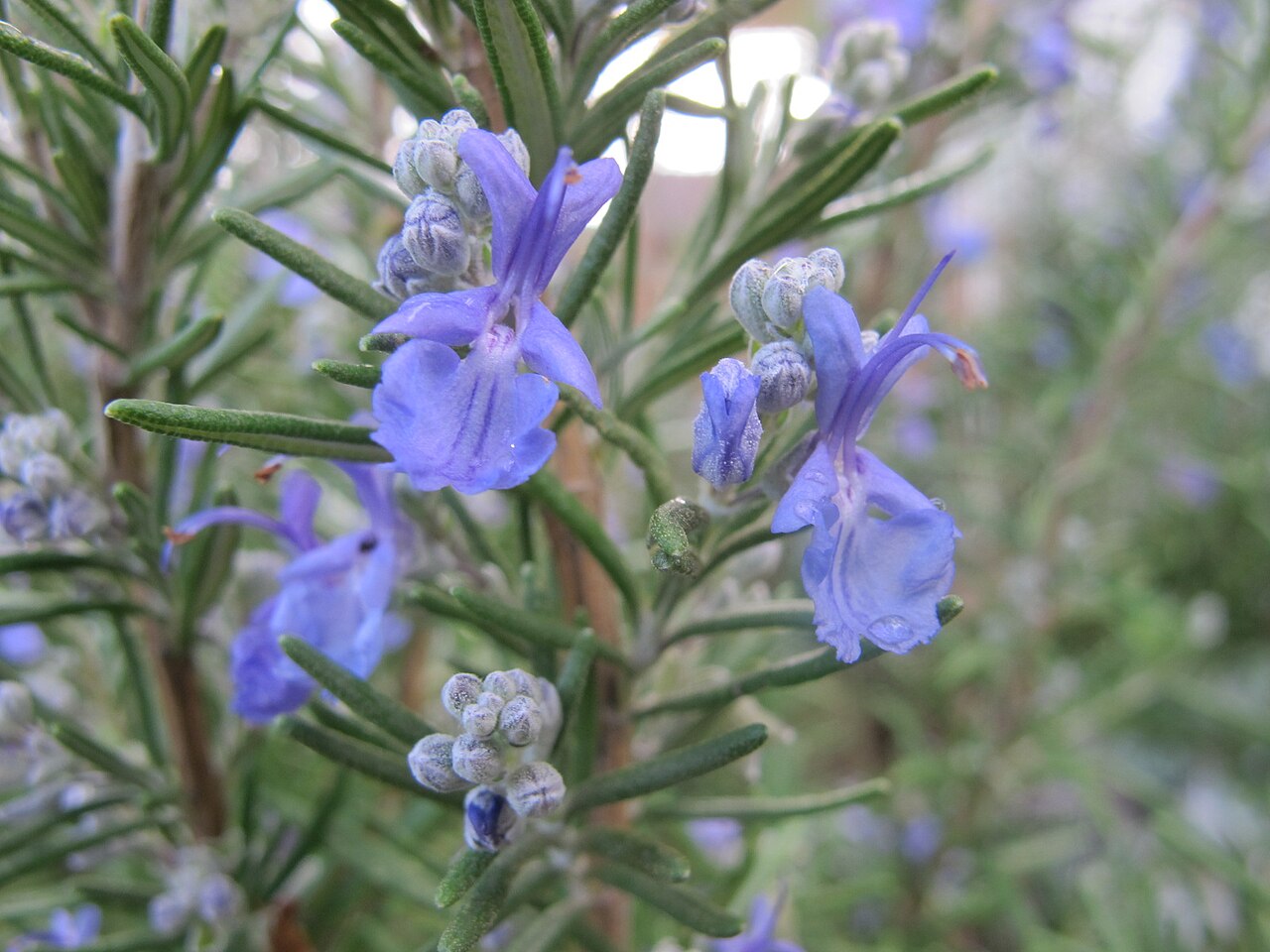 Rosmarino (olio essenziale)